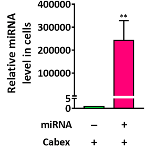 miRNA transfer to SW480 cells by cabbage exosomes.